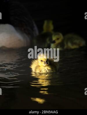 Gossings dell'oca del Canada di una settimana sul canale di Wordsley Foto Stock