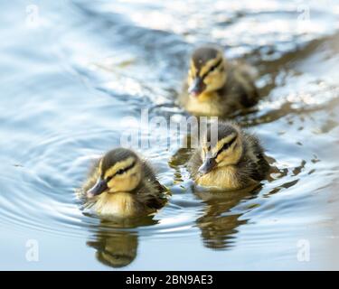 Baby Mallard Ducklings solo pochi giorni Foto Stock