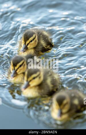 Baby Mallard Ducklings solo pochi giorni Foto Stock