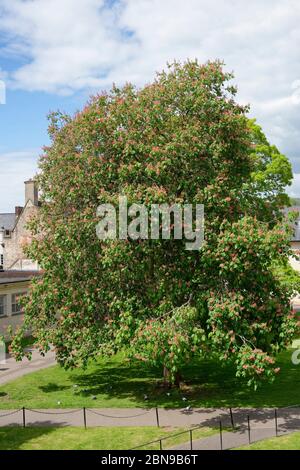 Grande albero di castagno a Cavallo - Asculus hippocastanum in terreni del Palazzo dei Vescovi di Wells, Somerset, Regno Unito Foto Stock