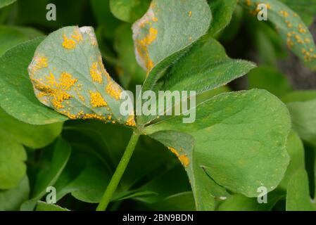 Sorrel o Oxalis Rust Fungus - Puccinia oxalidis sul lato inferiore della foglia di Pink Sorrel - Oxalis articolata Foto Stock