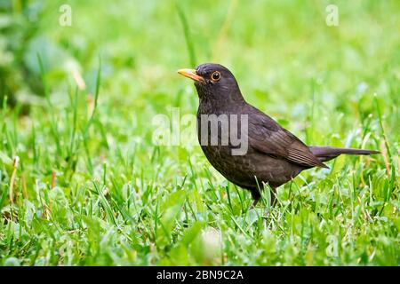 Worm comuni di ricerca di bird (Turdus merula) Foto Stock