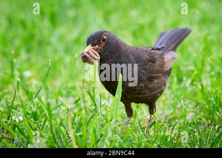 Blackbird comune con vermi nel suo becco (Turdus merula) Foto Stock