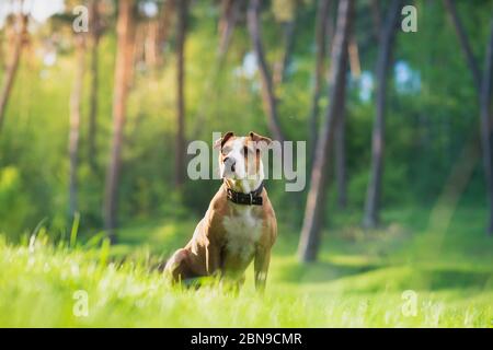 Splendido terrier dello staffordshire in un parco naturale, foto tele. Animali domestici attivi e sani: Cane carino in un prato Foto Stock