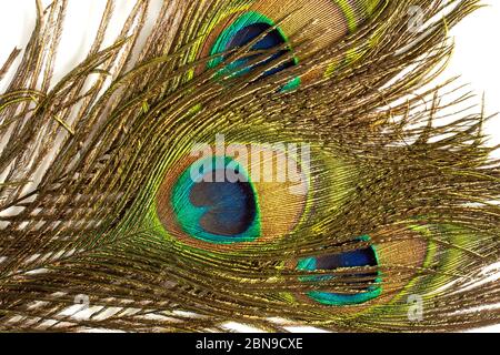 Diverse piume di pavone su sfondo bianco. Primo piano Foto Stock