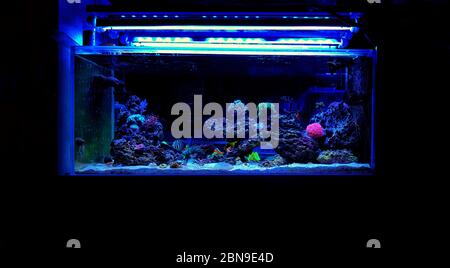 Incredibile serbatoio colorato di acqua salata Coral Reef Aquarium Foto Stock