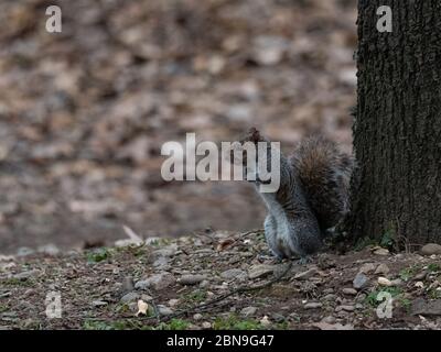 Scoiattolo grigio su due gambe di fronte ad un albero, roditore americano Foto Stock