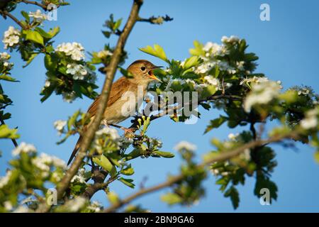 Nightingale - Luscinia megarhynchos conosciuto anche come rudfous nightingale, piccolo uccello bruno passerino meglio conosciuto per la sua potente e bella canzone. Foto Stock