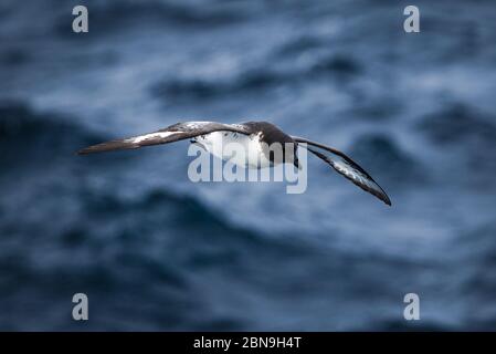 Cape Petrel vola sull'oceano vicino all'Antartide Foto Stock