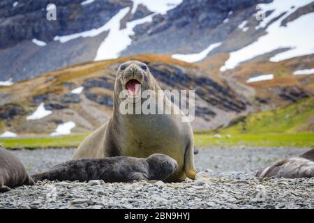 Foca da elefante femmina con neonato ai piedi su Stromness Harbor South Georgia Foto Stock