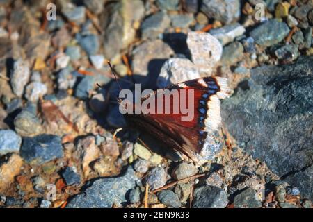 Nymphalis antiopa. Farfalla di mantello cordognolo. Foto Stock