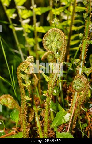 Vista ravvicinata delle fronde di felci (Polipodiopsida o Polipodiophyta) che crescono in un giardino in primavera nel Surrey, nel sud-est dell'Inghilterra Foto Stock