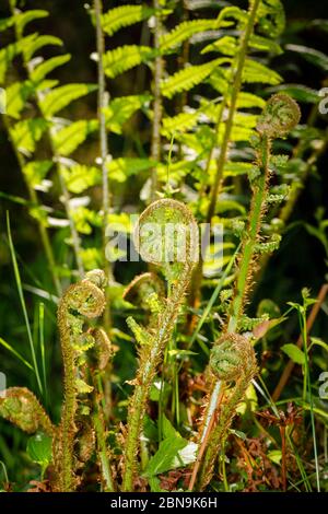 Vista ravvicinata delle fronde di felci (Polipodiopsida o Polipodiophyta) che crescono in un giardino in primavera nel Surrey, nel sud-est dell'Inghilterra Foto Stock