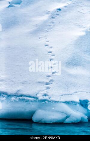 Le impronte dei pinguini segnano la neve su un iceberg Foto Stock