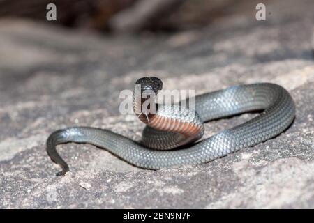 occhi di serpente perforanti la lingua