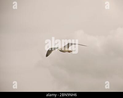 Volo del Gabbiano Foto Stock