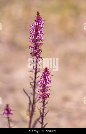 Testa dell'elefante Pedicularis groenlandica, Banff National Park, Alberta, Canada. Foto Stock