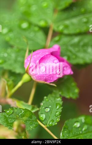 Primo piano alla rosa selvaggio e prickly, Rosa acicularis, con le gocce di pioggia. Foto Stock