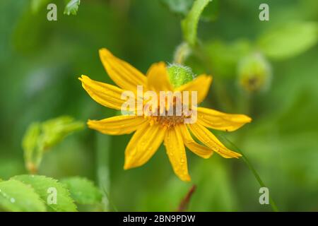 Primo piano in un arnica a foglia larga, Arnica latifolia, Banff National Park, Alberta, Canada. Foto Stock