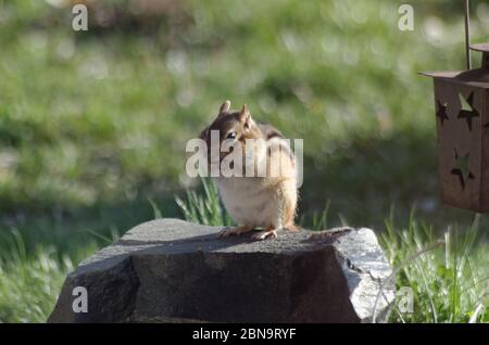 Chipmunk orientale (Tamias striatus) gli stuffa la bocca piena di arachidi mentre si siede su una roccia nel giardino Foto Stock