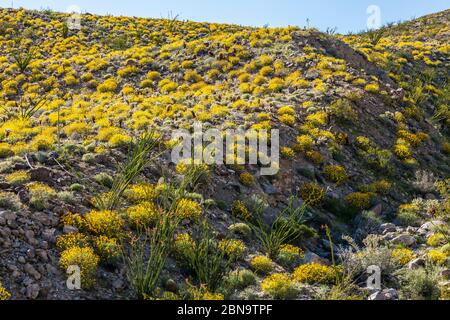 Il deserto fiorisce 2017 nel Parco di Stato del deserto di Anza Borrego, California, Stati Uniti. Vicino al campo da campeggio di Tamarisk Grove sulla Yaqui Pass Road e sulla state Route 78. Foto Stock