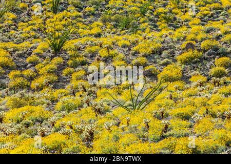 Il deserto fiorisce 2017 nel Parco di Stato del deserto di Anza Borrego, California, Stati Uniti. Vicino al campo da campeggio di Tamarisk Grove sulla Yaqui Pass Road e sulla state Route 78. Foto Stock