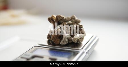 pesare una porzione di funghi allucinogeni su una bilancia Foto Stock