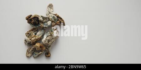 Ceppi di funghi psilocibin Foto Stock