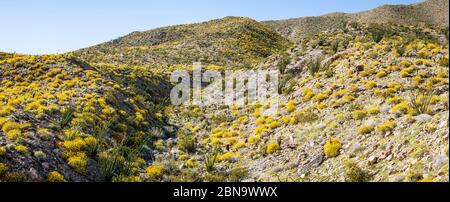 Il deserto fiorisce 2017 nel Parco di Stato del deserto di Anza Borrego, California, Stati Uniti. Vicino al campo da campeggio di Tamarisk Grove sulla Yaqui Pass Road e sulla state Route 78. Foto Stock