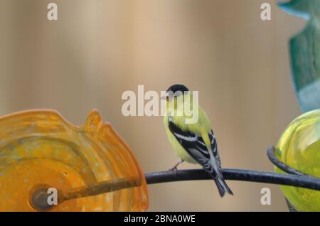 American Goldfinch (Spinus tristis) seduta su un giardino decorazione Foto Stock