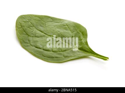 Spinaci isolati su sfondo bianco Foto Stock