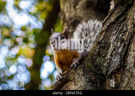 Primo piano di uno scoiattolo sull'albero durante il giorno Foto Stock