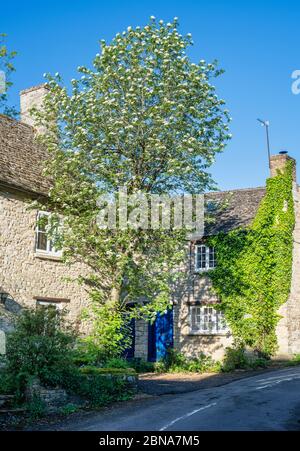 Case in pietra e un albero di rowan in primavera. Wootton, West Oxfordshire, Inghilterra Foto Stock