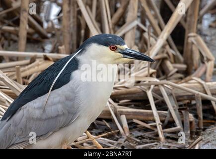 Black-coroned Notturno-airone 16 aprile 2020 vicino Makoce Washte, Western Minnehaha County, South Dakota Foto Stock