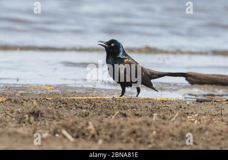 Grackle comune 23 aprile 2020 Lago Thompson, Dakota del Sud Foto Stock