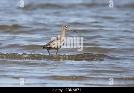 Hudsonian Godwit 23 aprile 2020 Lago Thompson, Dakota del Sud Foto Stock