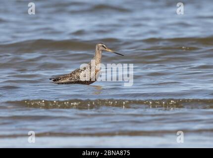 Hudsonian Godwit 23 aprile 2020 Lago Thompson, Dakota del Sud Foto Stock