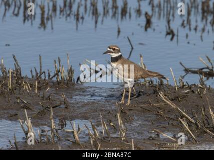 Killcery 19 aprile 2020 Minnehaha County, South Dakota Foto Stock