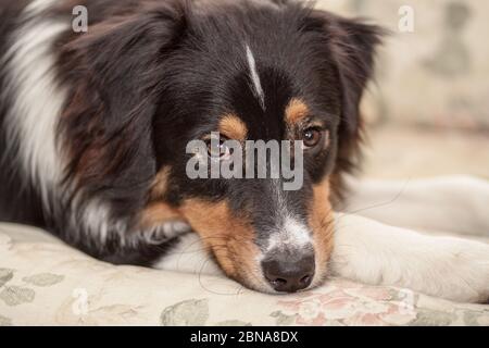 Un cane Pastore australiano che riposa sul divano Foto Stock