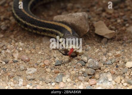 Western Plains Garter Snake 19 settembre 2015 Minnehaha County, South Dakota Foto Stock