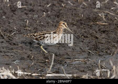 Wilson's Snipe 19 aprile 2020 Minnehaha County, South Dakota Foto Stock