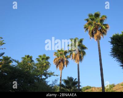 Tre palme Tall contro il cielo blu nel villaggio andaluso Foto Stock