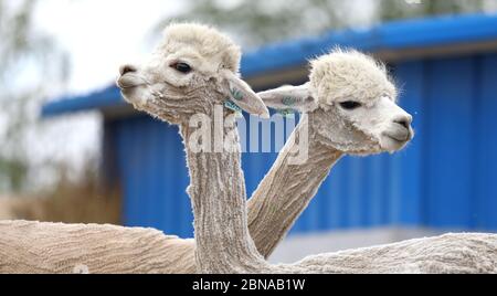 Pechino, la provincia cinese di Liaoning. 12 maggio 2020. Alpaca sgualciti sono visti in un ranch di alpaca nella Contea di Tai'an, nella provincia di Liaoning della Cina nordorientale, 12 maggio 2020. Gli alpaca erano stati scottati con il tempo che si scaldava. I loro capelli sono stati raccolti per ulteriore lavorazione. Credit: Yao Jianfeng/Xinhua/Alamy Live News Foto Stock