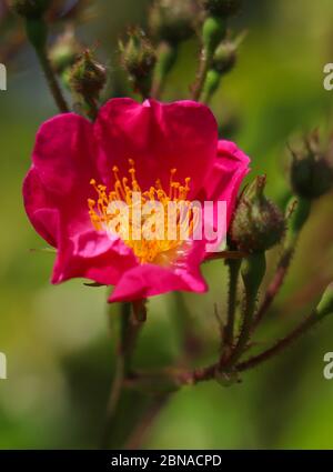 Concetto di fiore di primavera. Arbusto perenne pieno di gemme e rosa fiorente selvaggio, rosa bremente. Rosa nutkana o rosa nootka, sfondo natura sfocata, vertica Foto Stock