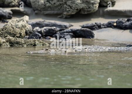 Fuoco selettivo di un meraviglioso alligatore americano che nuota dentro il fiume Foto Stock