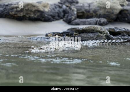 Fuoco selettivo di un meraviglioso alligatore americano che nuota dentro il fiume Foto Stock