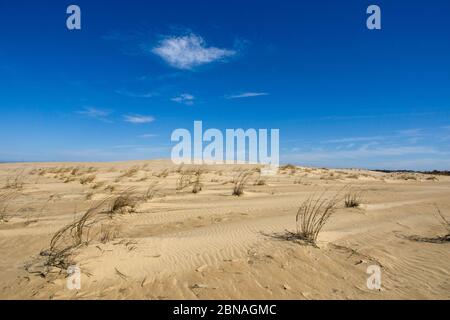 Jockey's Ridge state Park sulle Outer Banks nel North Carolina USA Foto Stock