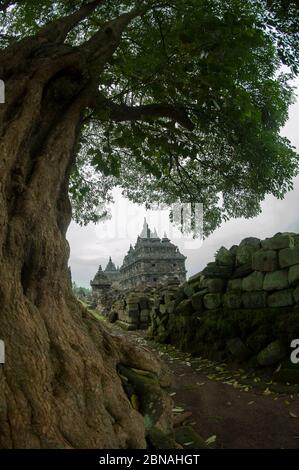 Vista del tempio attraverso l'albero, Candi Plaosan Lor, Bugisan villaggio, vicino a Jogyakarta, Giava centrale, Indonesia Foto Stock