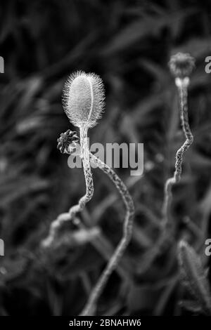 Foto monocromatica di papavero matried fiore gemme closeup con bokeh sfondo. Germoglio sottile fiorito su stelo curvo elegante su sfondo sfocato Foto Stock