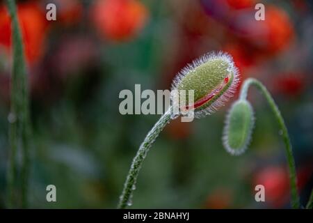 Due boccioli soffici inclinati di fiori di papavero closeup con sfondo bokeh. Foto in bianco e nero di boccioli fragili Foto Stock